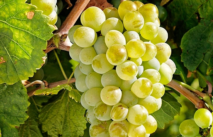 Verdejo