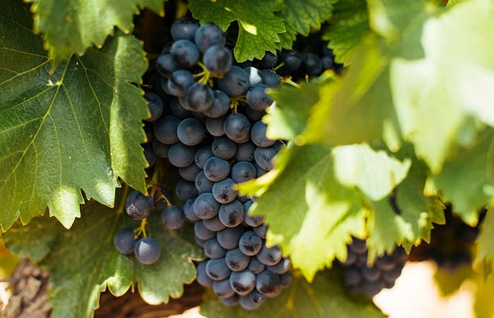 Garnacha