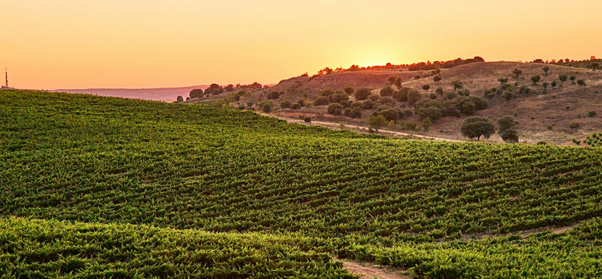 Dama de Toro Tempranillo