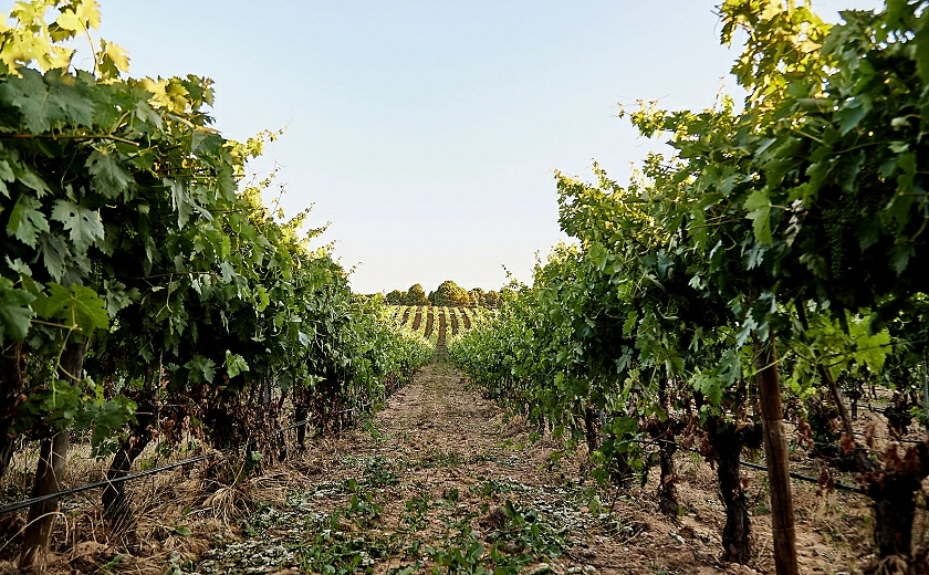 WINERY AND VINEYARD