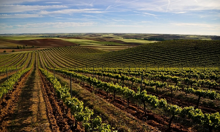 Dos vinos de Fariña obtienen medalla de oro en el concurso internacional de vinos más importante de Canadá.