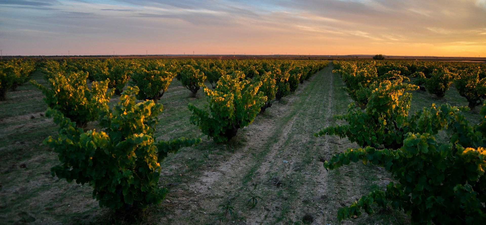 BODEGA Y VIÑEDOS NUESTRO VIÑEDO