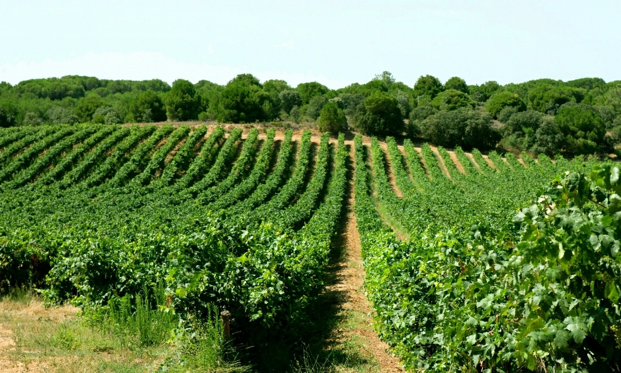 Fariña participa en el proyecto Mycowine