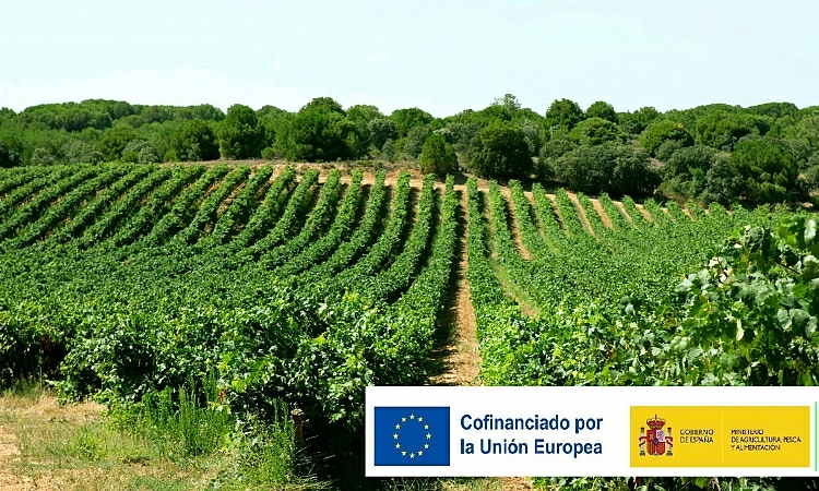Fariña participa en el proyecto Mycowine