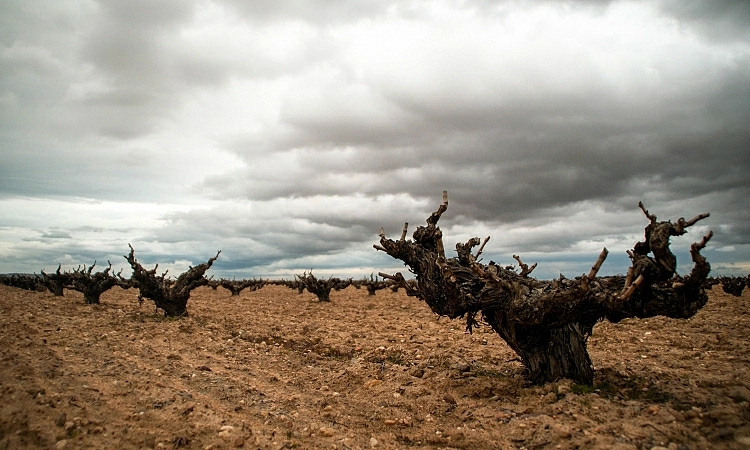 Dos vinos de Fariña obtienen medalla de oro en el concurso internacional de vinos más importante de Canadá.